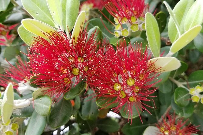 Piha Waitakere Rainforest Wine Tour From Auckland - Pickup Details and Itinerary