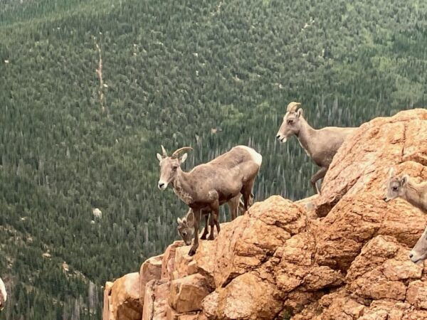 Pikes Peak Tour - Pikes Peak Summit Exploration