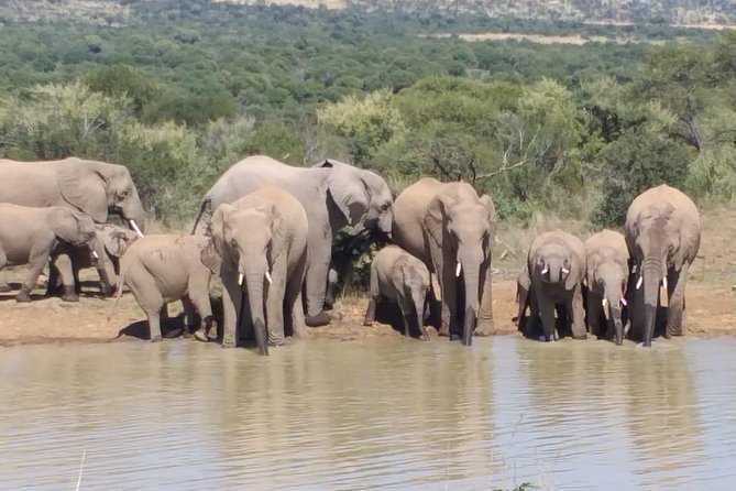 Pilanesberg and Sun City Tour - Safari Experience
