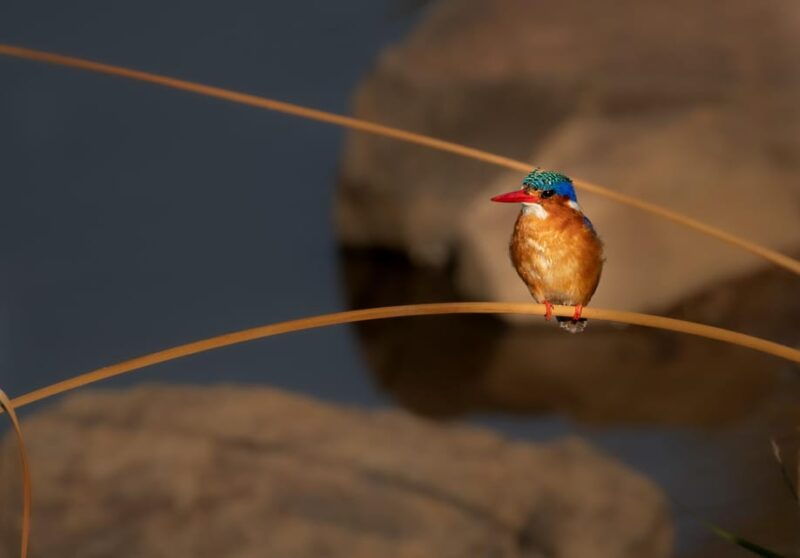 Pilanesberg Explorer (Day Tour) - Good To Know