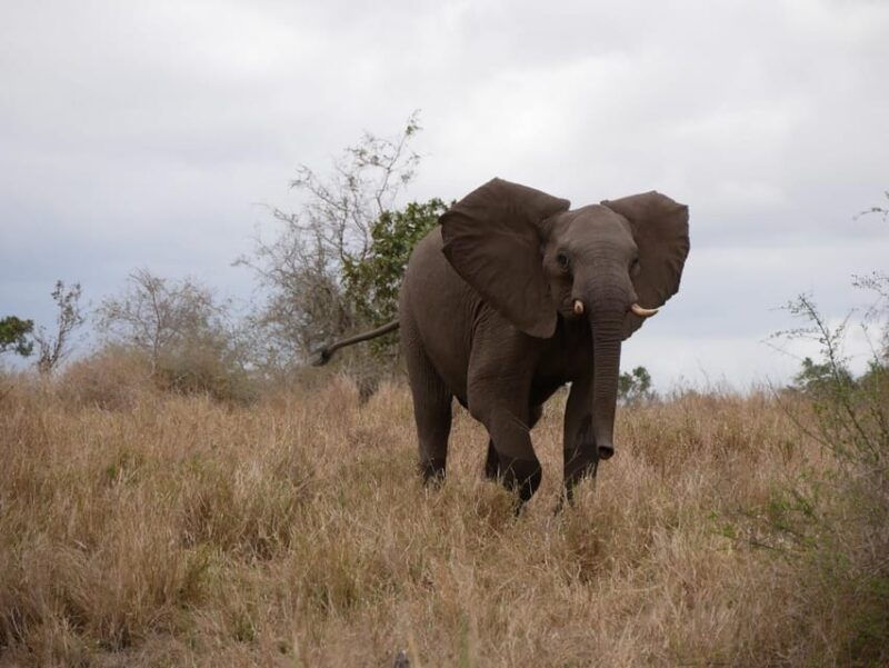 Pilanesberg full day game drive departing from Johannesburg - Good To Know  