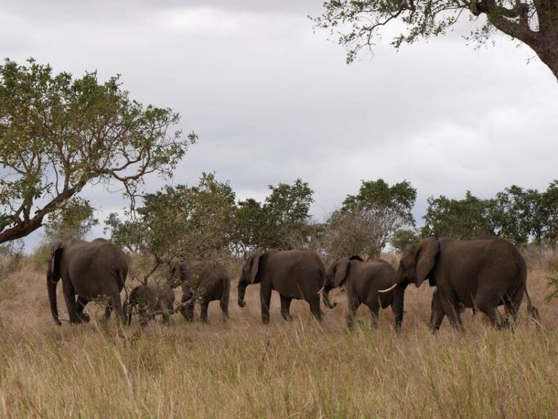 Pilanesberg full day game drive departing from Johannesburg - What to Expect on the Day