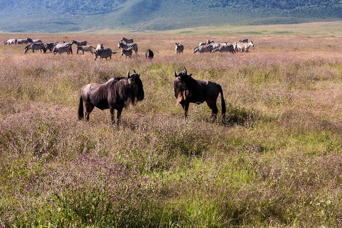 Pilanesberg Full Day Safari - Safari Overview