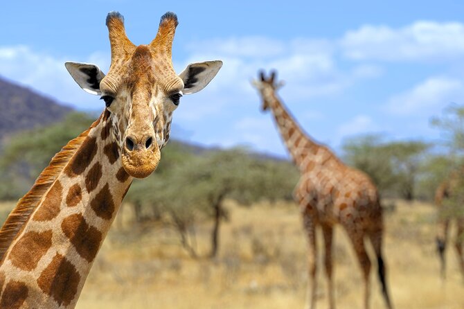 Pilanesberg Full Day Safari - Wildlife Encounters
