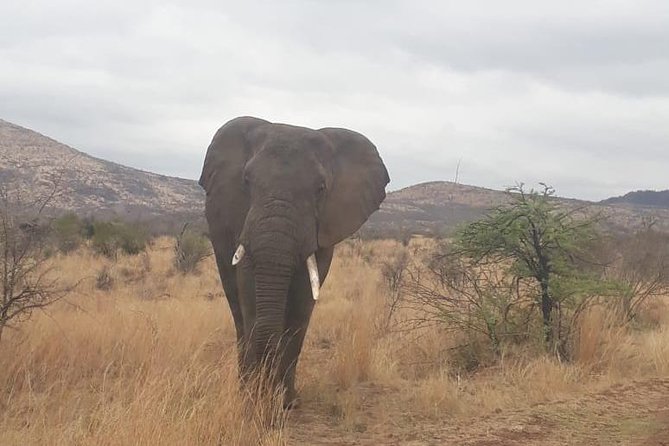 Pilanesberg Game Reserve Guided Day Tour From Johannesburg or Pretoria - Cancellation Policy