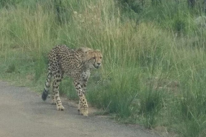 Pilanesberg Game Reserve Guided Day Tour From Johannesburg or Pretoria - Safari Experience