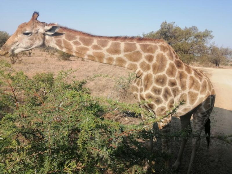 Pilanesberg Game reserve safari with pickup in Johannesburg - Frequently Asked Questions