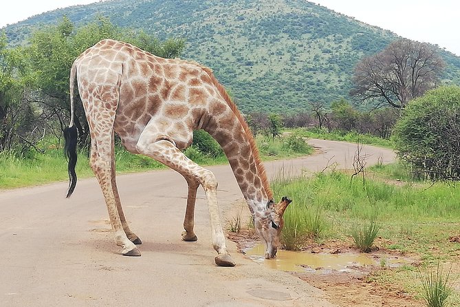 Pilanesberg National Park 3-Day Safari With Accommodation  - Johannesburg - Safari Adventure Details