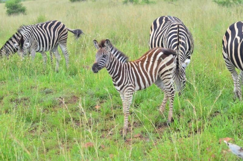 Pilanesberg National Park: 6H Game Drive with Lunch - Good To Know