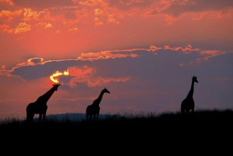 Pilanesberg National Park: 6H Game Drive with Lunch - The Experience in Detail