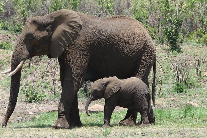 Pilanesberg National Park Open Truck - Open Truck Experience