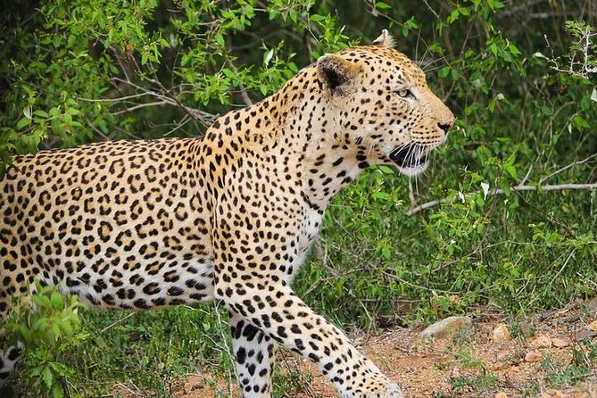 Pilanesberg National Park Private Day Safari From Johannesburg - Inclusions
