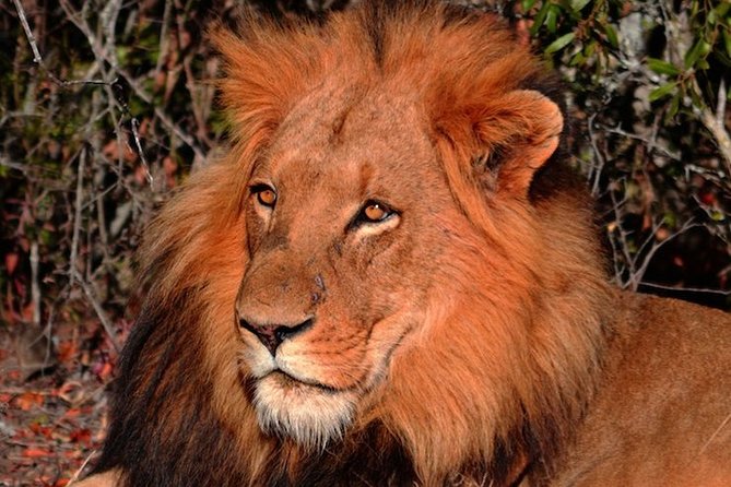 Pilanesberg National Park Private Day Safari From Johannesburg - Meeting and Pickup