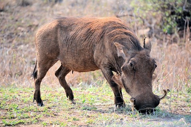 Pilanesberg National Park Private Day Safari From Johannesburg - Pickup Details and Cancellation Policy