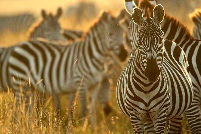 Pilanesberg National Park Private Day Safari From Johannesburg - Traveler Photos