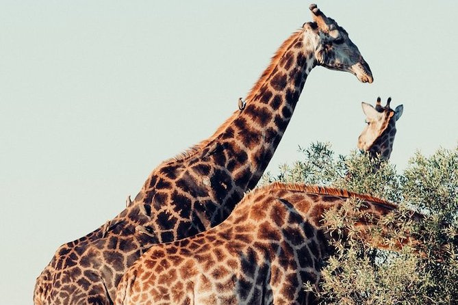 Pilanesberg National Park Private Day Safari From Johannesburg - Directions (to Pilanesberg National Park)