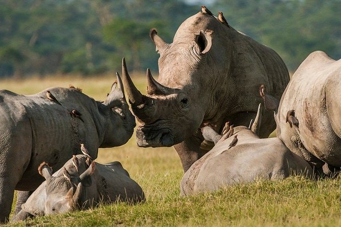 Pilanesberg National Park Private Day Safari From Johannesburg - Tips for a Memorable Safari Experience