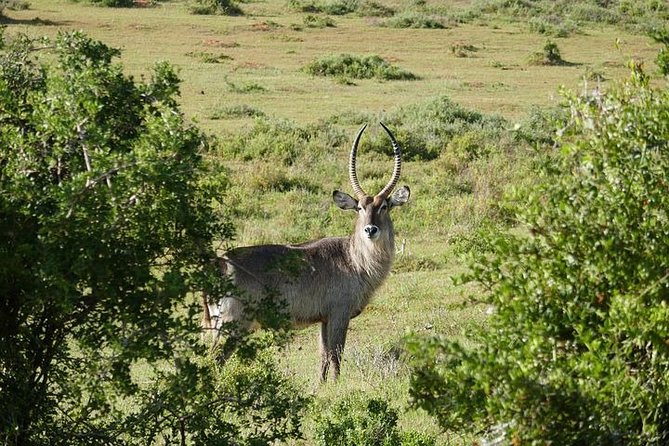 Pilanesberg National Park Private Day Safari From Johannesburg - Common Questions