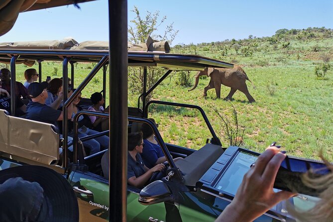 Pilanesberg National Park Safari From Johannesburg - Chance to See the Big Five Animals
