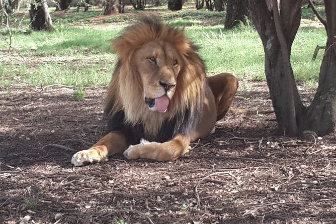 Pilanesberg National Park Safari From Johannesburg - Duration of the Park Visit