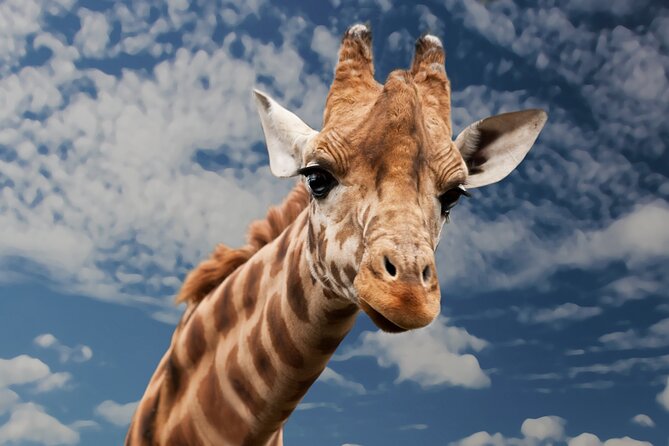 Pilanesberg National Park Safari in Open Vehicle From Johannesburg - Spotting Zebras, Giraffes, Lions, and Elephants in Their Natural Habitat
