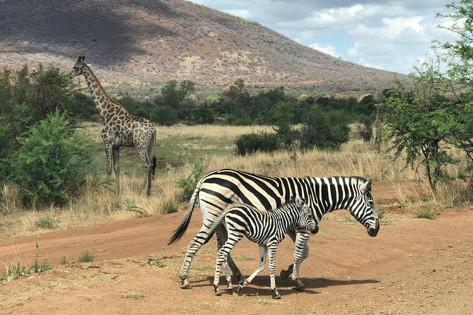 Pilanesberg National Park Safari in Open Vehicle From Johannesburg - Understanding the Cancellation Policy