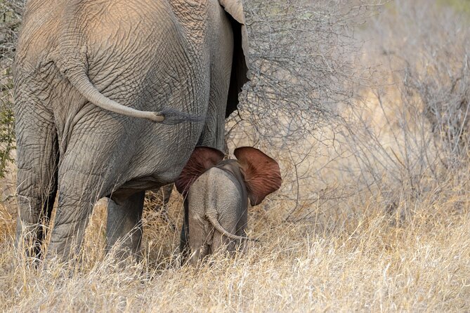 Pilanesberg National Park Safari in Open Vehicle From Johannesburg - Reviews and Ratings From Previous Safari Participants