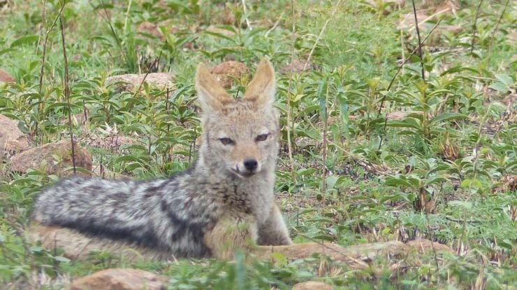 Pilanesberg National Park - Safari Experience Details
