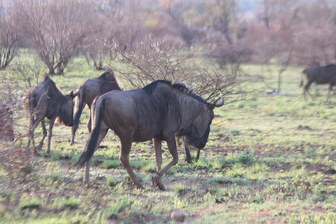 Pilanesberg Nature Reserve - Price and Additional Information
