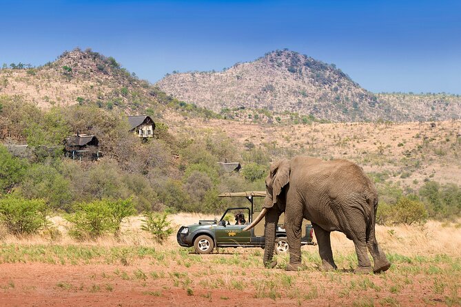 Pilanesberg Nature Reserve Full-Day Tour - Johannesburg - The Sum Up