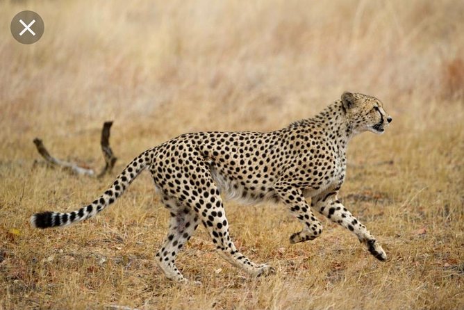 Pilanesberg Nature Reserve & Lion & Rhino Park Private - Personalized Service