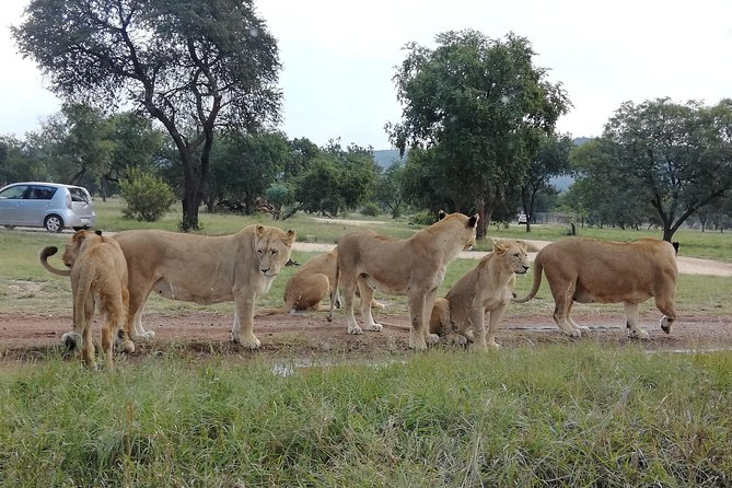 Pilanesberg Nature Reserve & Lion & Rhino Park Private - Gourmet Lunch Included