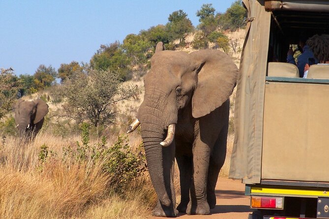Pilanesberg Overnight Safari and Walk With Elephants Near Joburg - Safari and Elephant Walk Overview