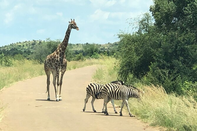 Pilanesberg Safari Tour From Johannesburg. - Safety Guidelines