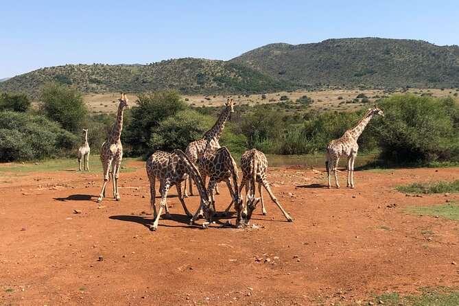 Pilanesberg Safari Tour From Johannesburg. - Booking Process