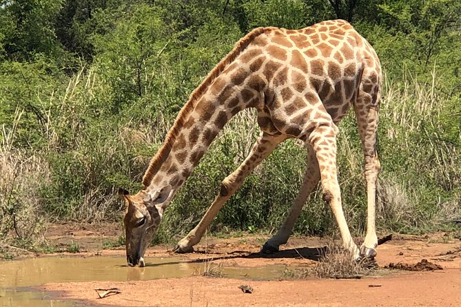 Pilanesberg Safari Tour From Johannesburg. - Customer Support
