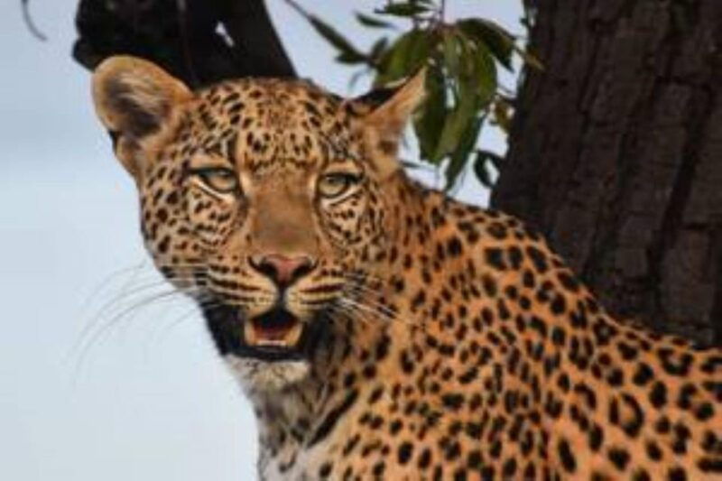 Pilanesberg : Sunrise Morning Game Drive - The Experience Through the Eyes of Previous Travelers