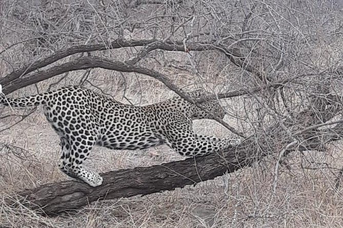 Pilanesberg Tour - Highlights of the Pilanesberg Tour