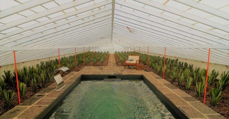 Pineapple Greenhouse Hot Tube and Pineapple Tour - Inclusions