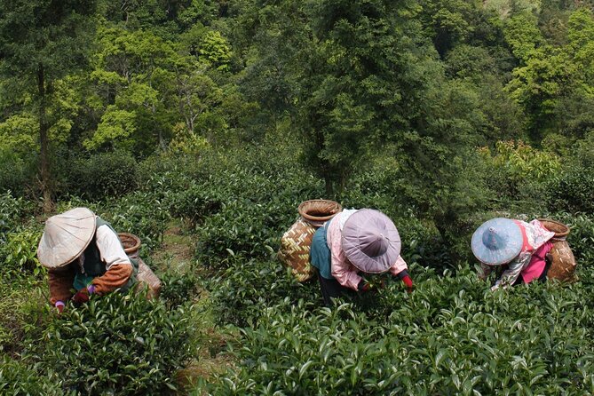 Pinglin Tea Culture & Elephant Mountain Day Tour From Taipei - Highlights of the Tour