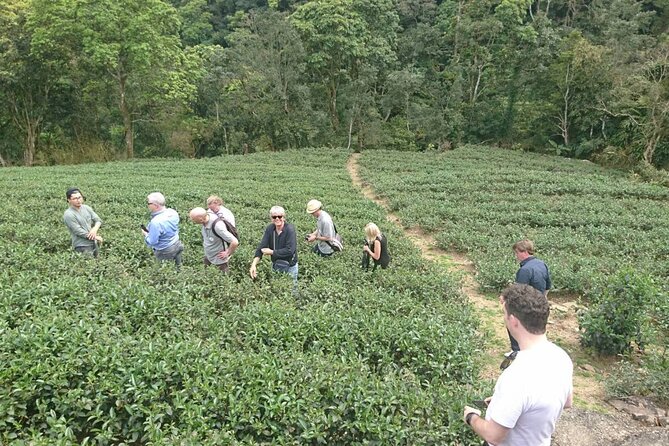 Pinglin Tea Culture & Elephant Mountain Day Tour From Taipei - Lunch Options on the Tour