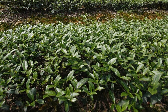 Pinglin Tea Culture & Elephant Mountain Day Tour From Taipei - How to Book the Pinglin Tea Culture & Elephant Mountain Day Tour