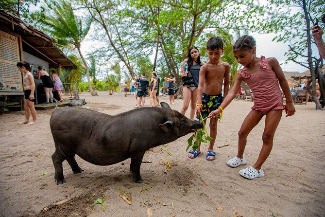 Pink Dolphin and Pig Island Snorkeling Tour from Koh Samui - An Ideal Marine Adventure for Koh Samui Visitors