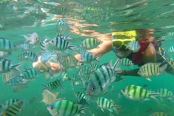 Pink Dolphin & Pig Island with Snorkeling Full Day Experience - FAQ About the Pink Dolphin & Pig Island Tour