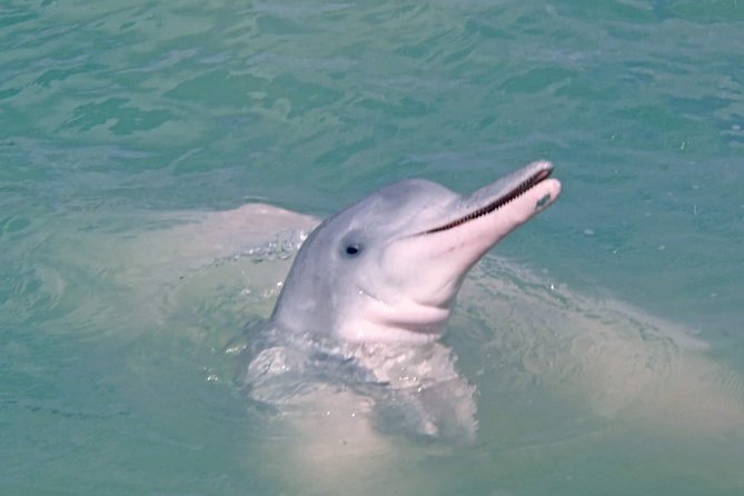 Pink Dolphin Spotting & Pig Island Speedboat Tour From Koh Samui - Pickup Information