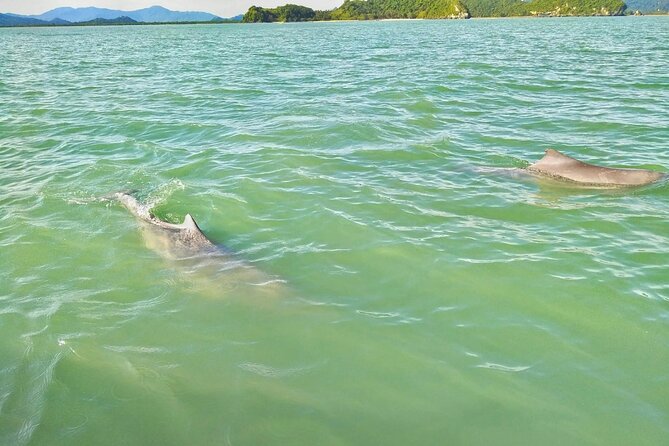Pink Dolphin Spotting & Pig Island Speedboat Tour From Koh Samui - Health and Safety Guidelines