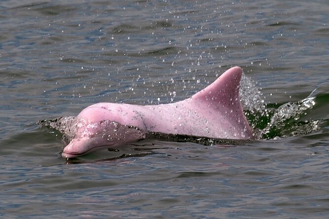 Pink Dolphin Spotting & Pig Island Speedboat Tour From Koh Samui - Cancellation and Refund Policy