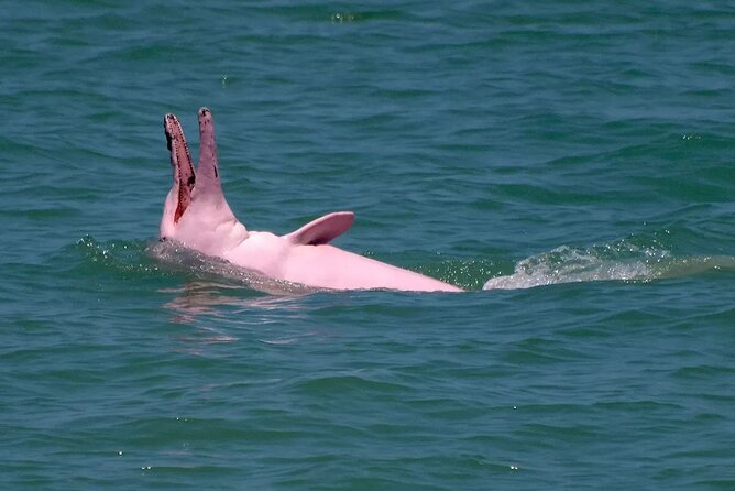 Pink Dolphin Spotting & Pig Island Speedboat Tour From Koh Samui - Reviews and Ratings