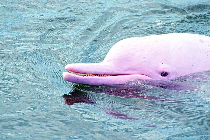 Pink Dolphin Spotting & Pig Island Speedboat Tour From Koh Samui - Directions and Meeting Point