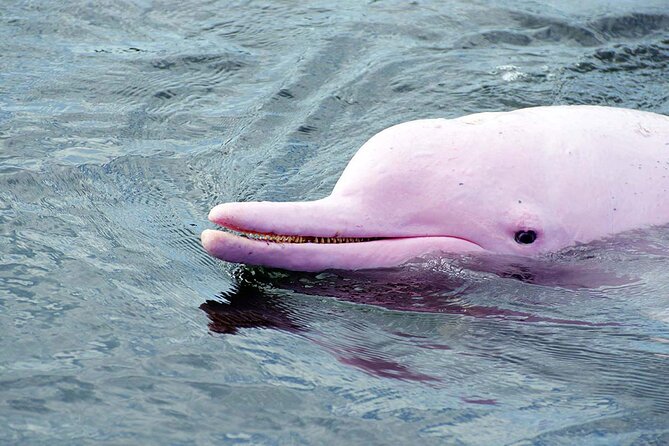 Pink Dolphin Spotting & Snorkelling Day Tour - Tour Details